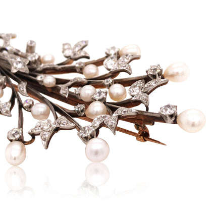 Edwardian 18K Gold Natural Pearl Brooch, GIA